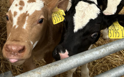 Why Transition milk replacer is a permanent fixture in dairy farm’s calf nutrition